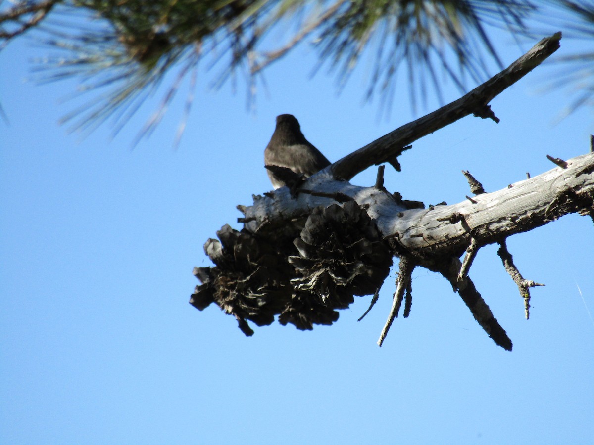 クロツキヒメハエトリ - ML646755253
