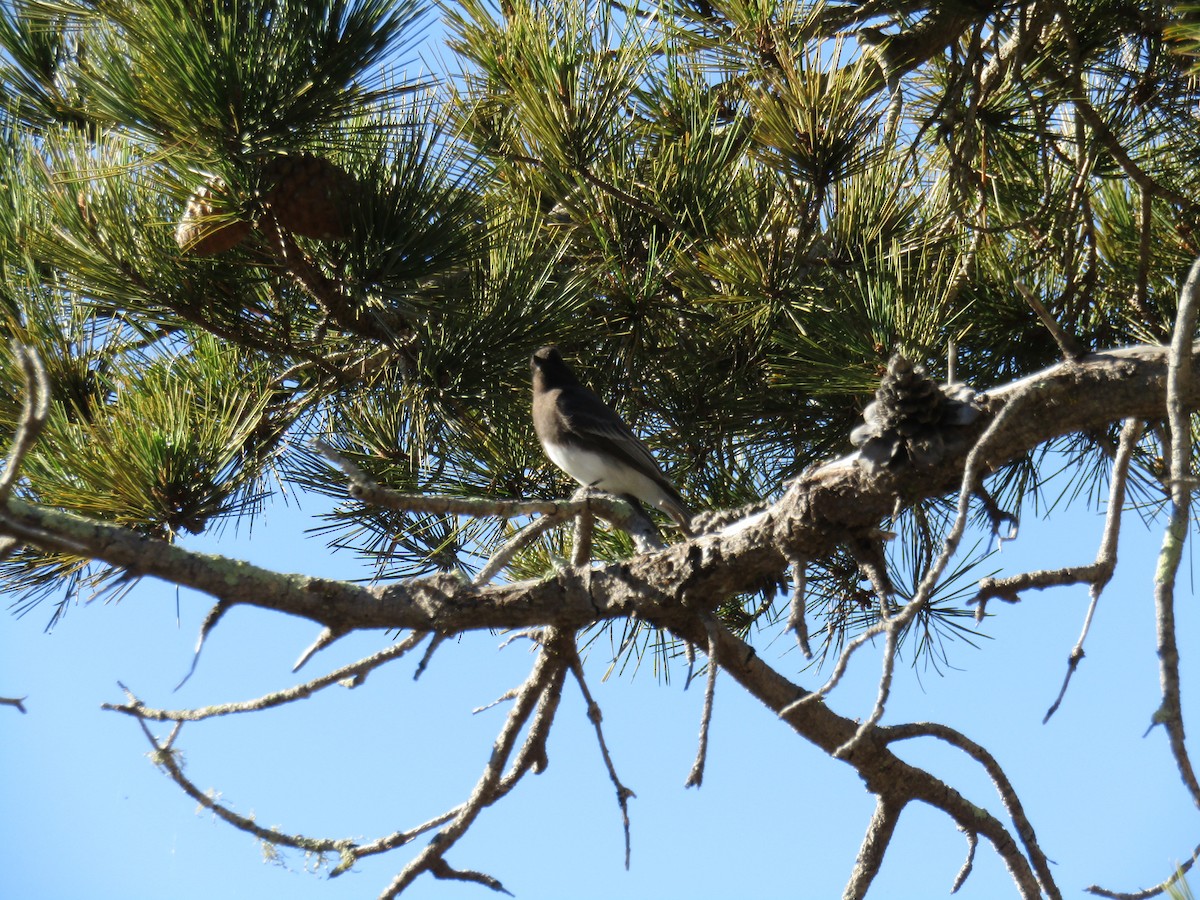 クロツキヒメハエトリ - ML646755255