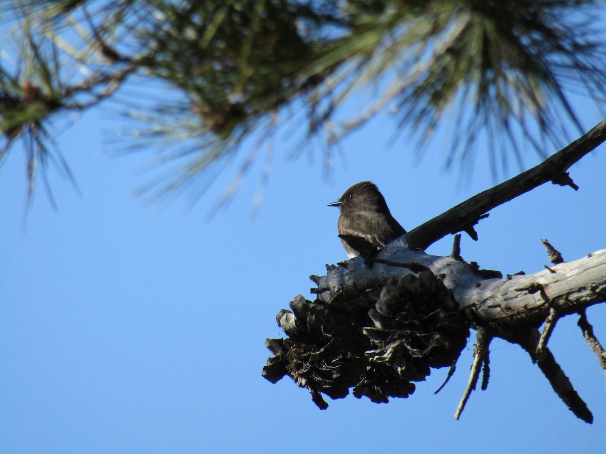 クロツキヒメハエトリ - ML646755256