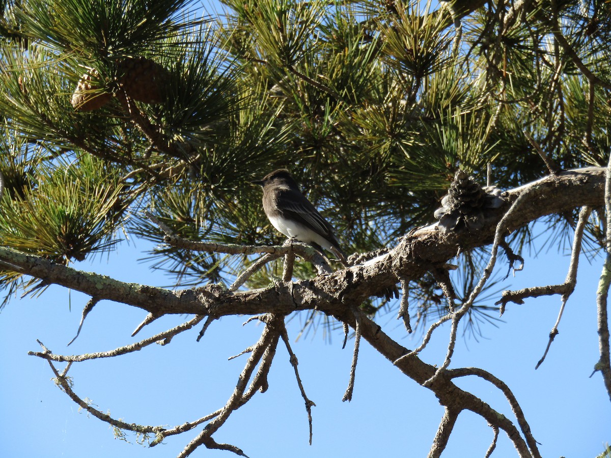 クロツキヒメハエトリ - ML646755257