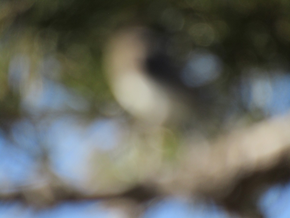 クロツキヒメハエトリ - ML646755258