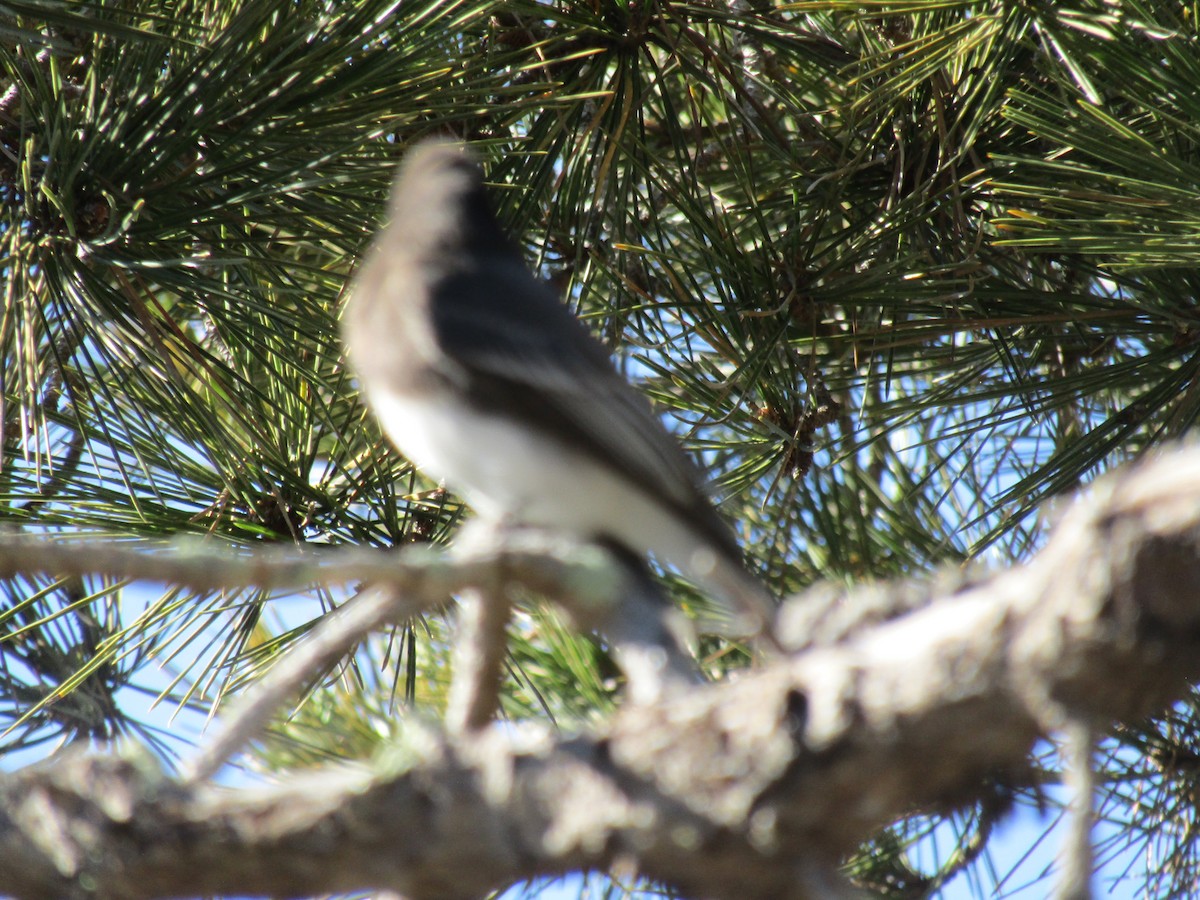 クロツキヒメハエトリ - ML646755259