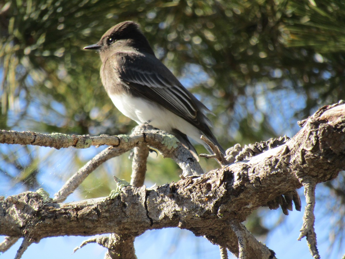 クロツキヒメハエトリ - ML646755260