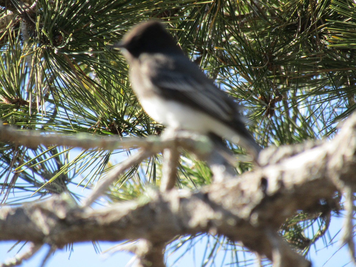 クロツキヒメハエトリ - ML646755261