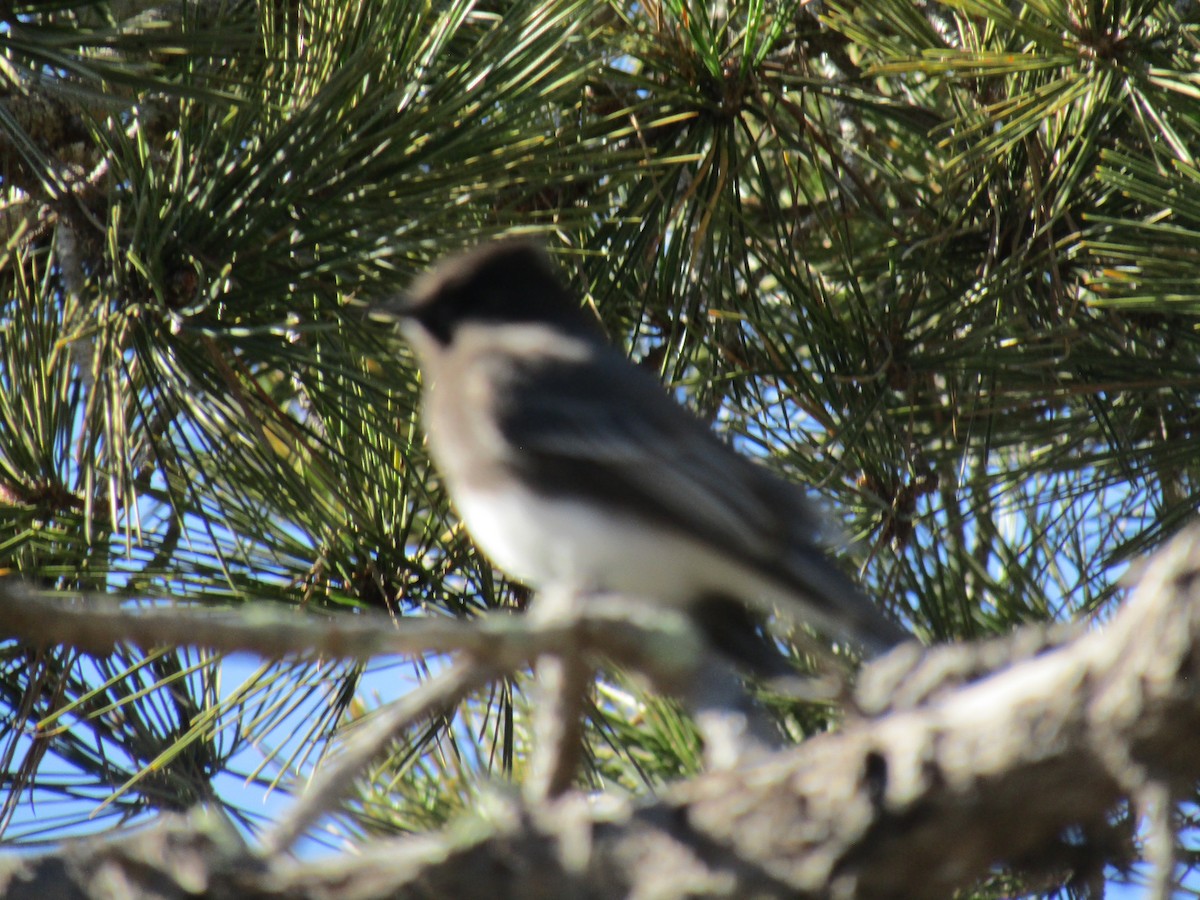 クロツキヒメハエトリ - ML646755262