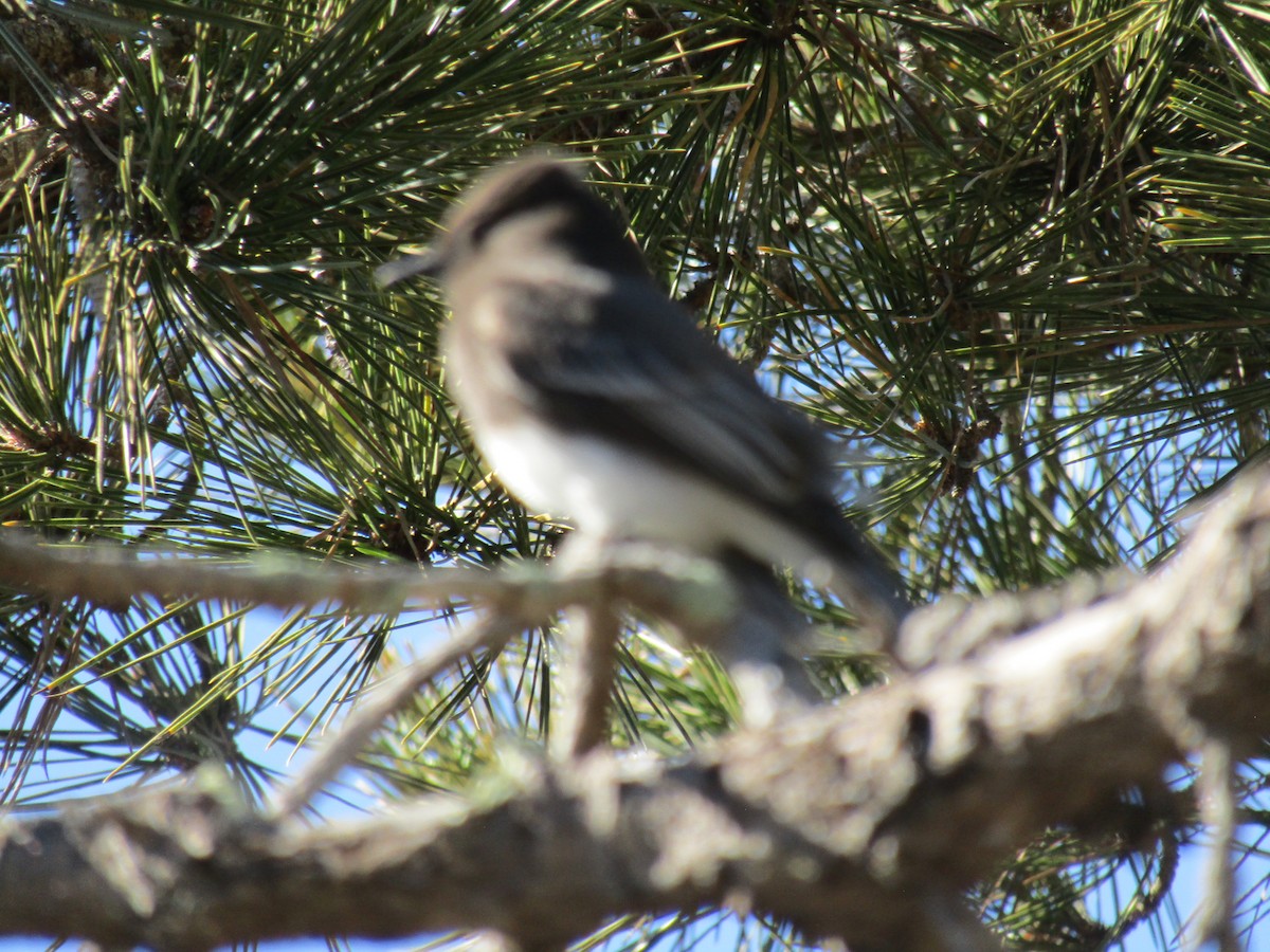 クロツキヒメハエトリ - ML646755263