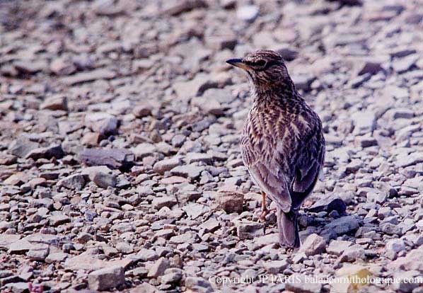 Large-billed Lark - ML646755265