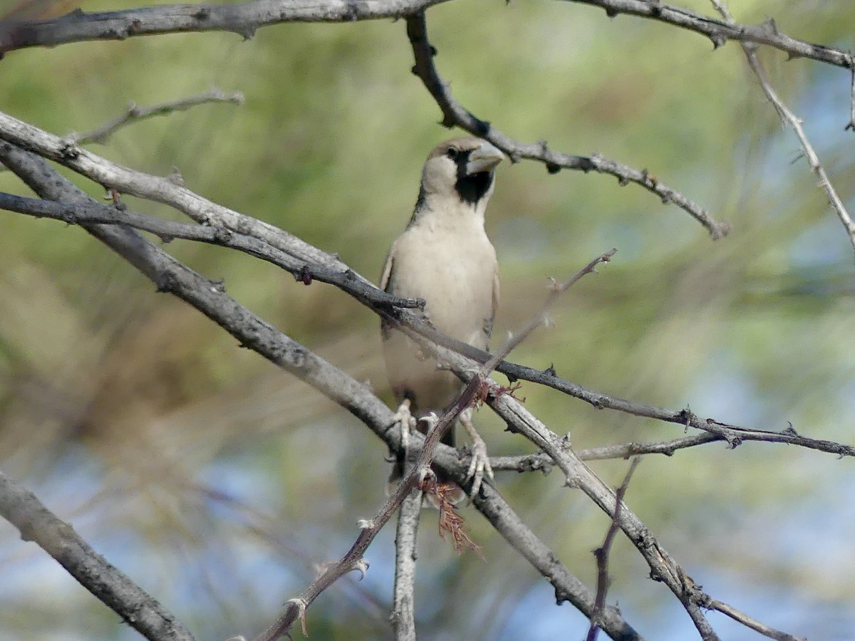 Sociable Weaver - ML646755266