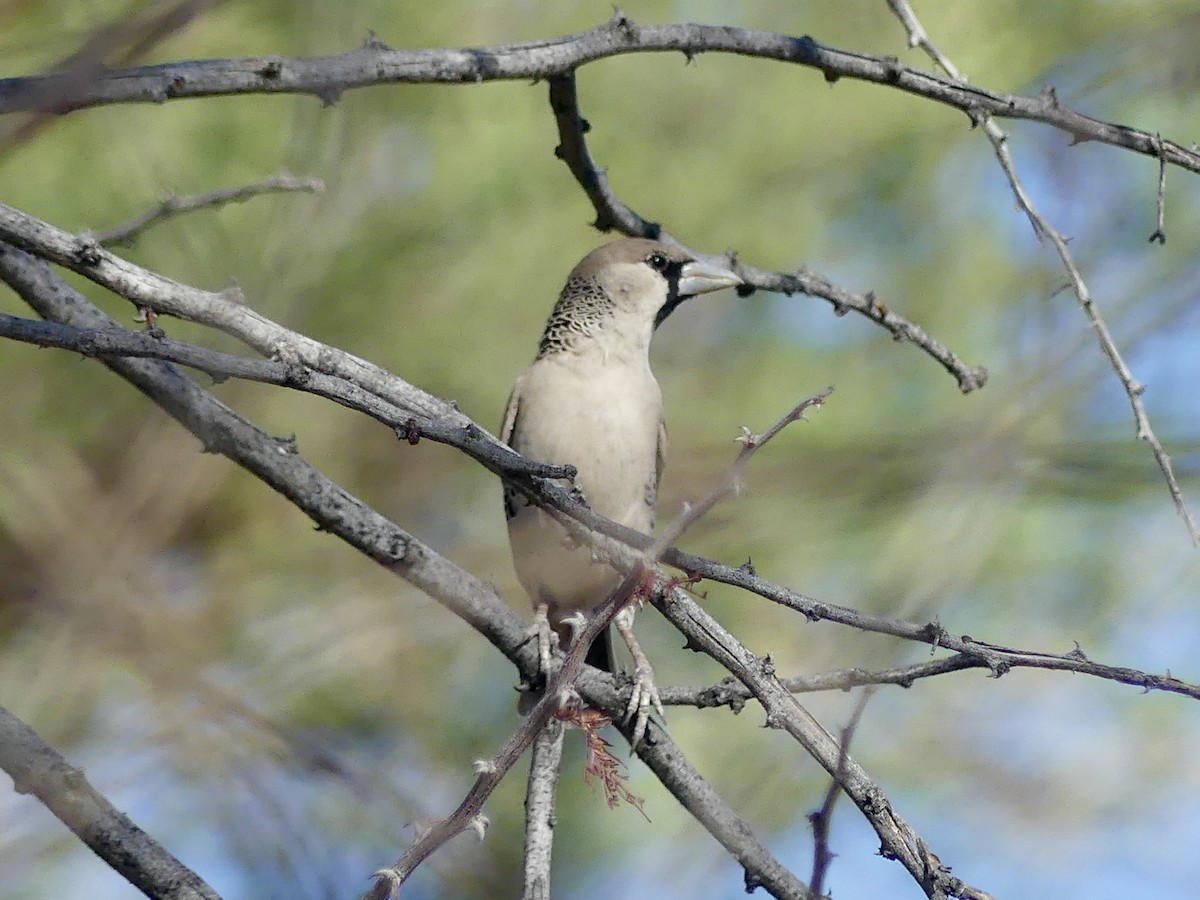 Sociable Weaver - ML646755267