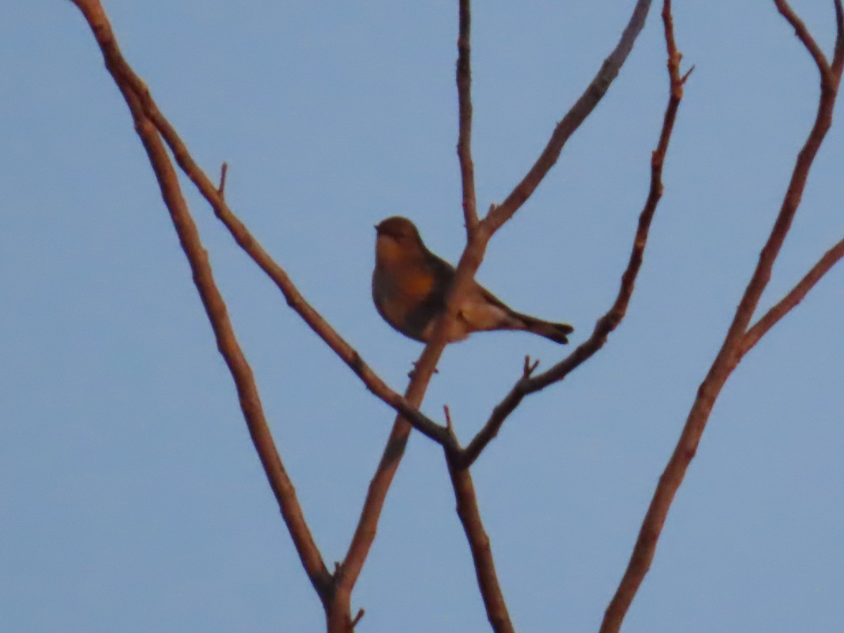 Yellow-rumped Warbler - ML646755271