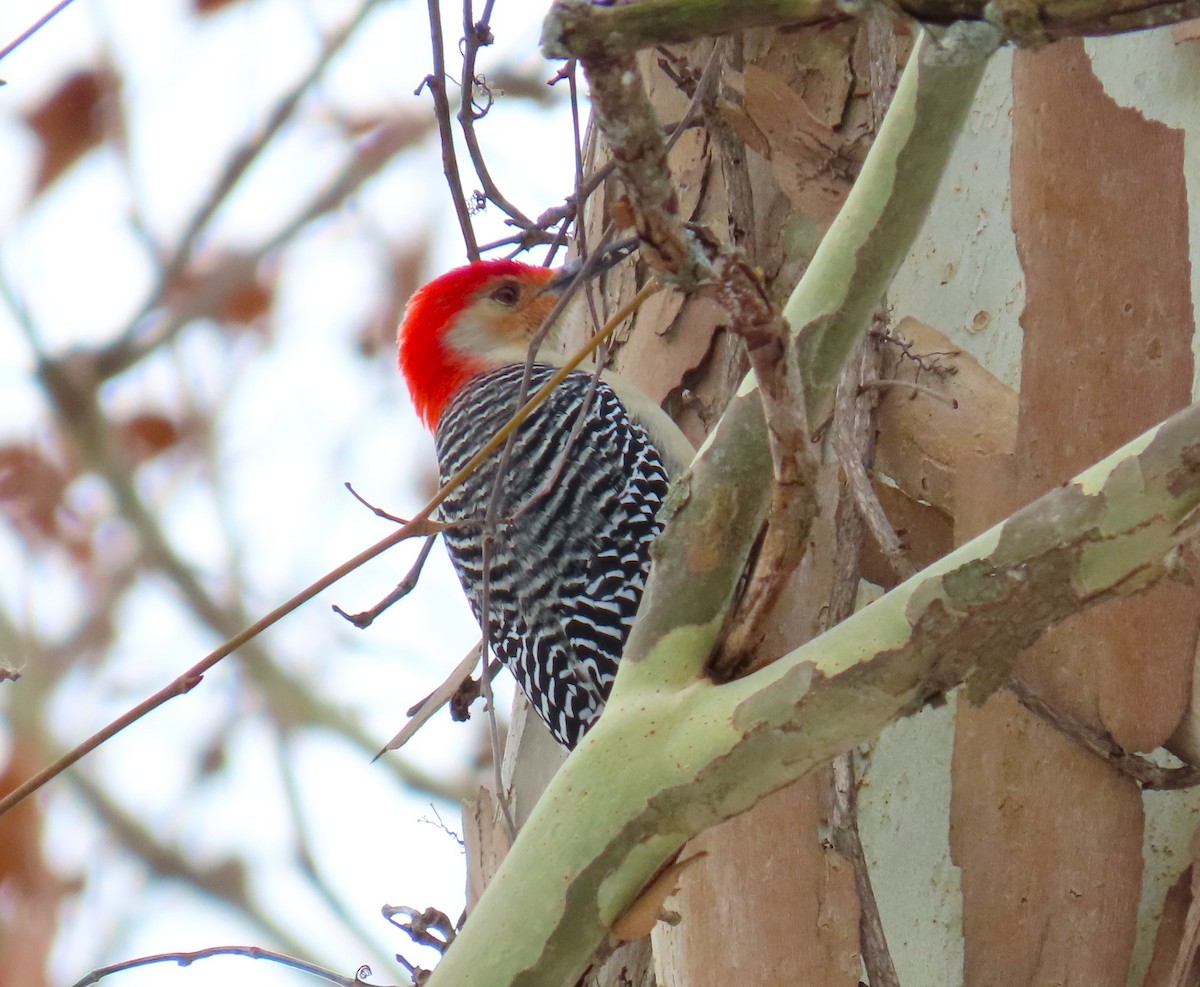 Red-bellied Woodpecker - ML646755272