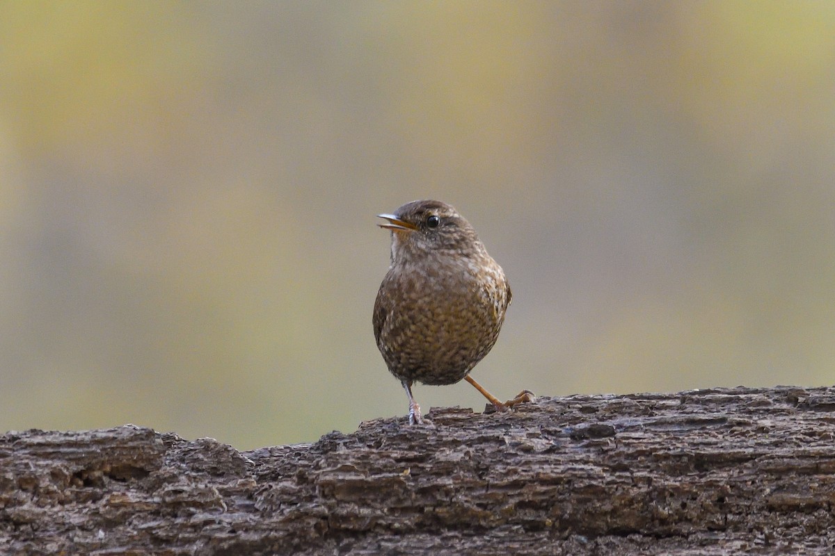 Winter Wren - ML646755273