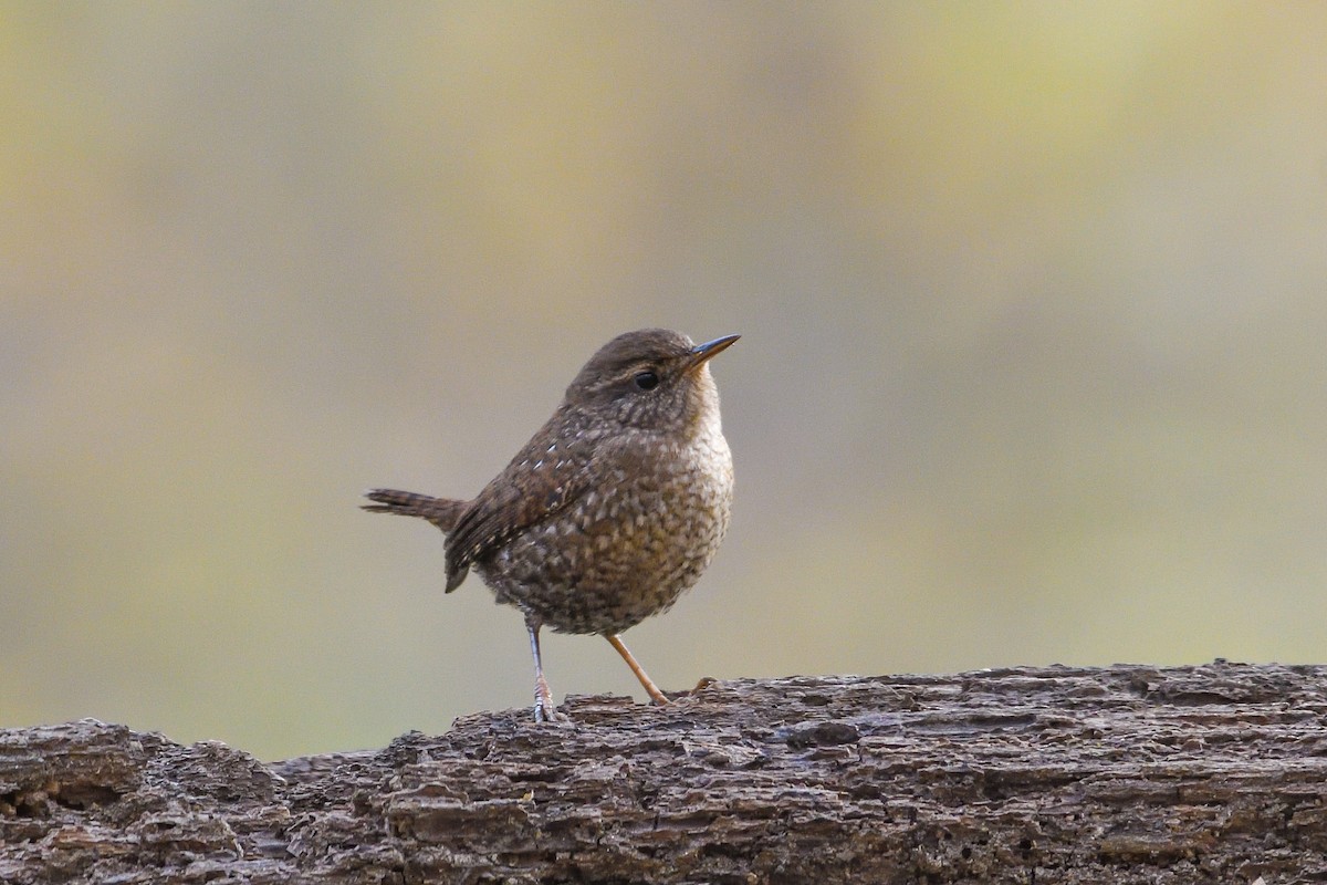 Winter Wren - ML646755274