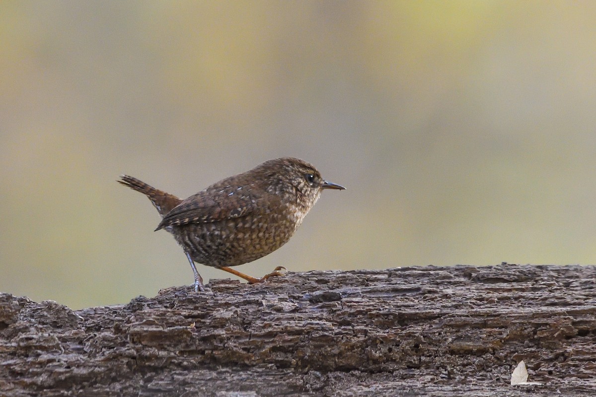 Winter Wren - ML646755275