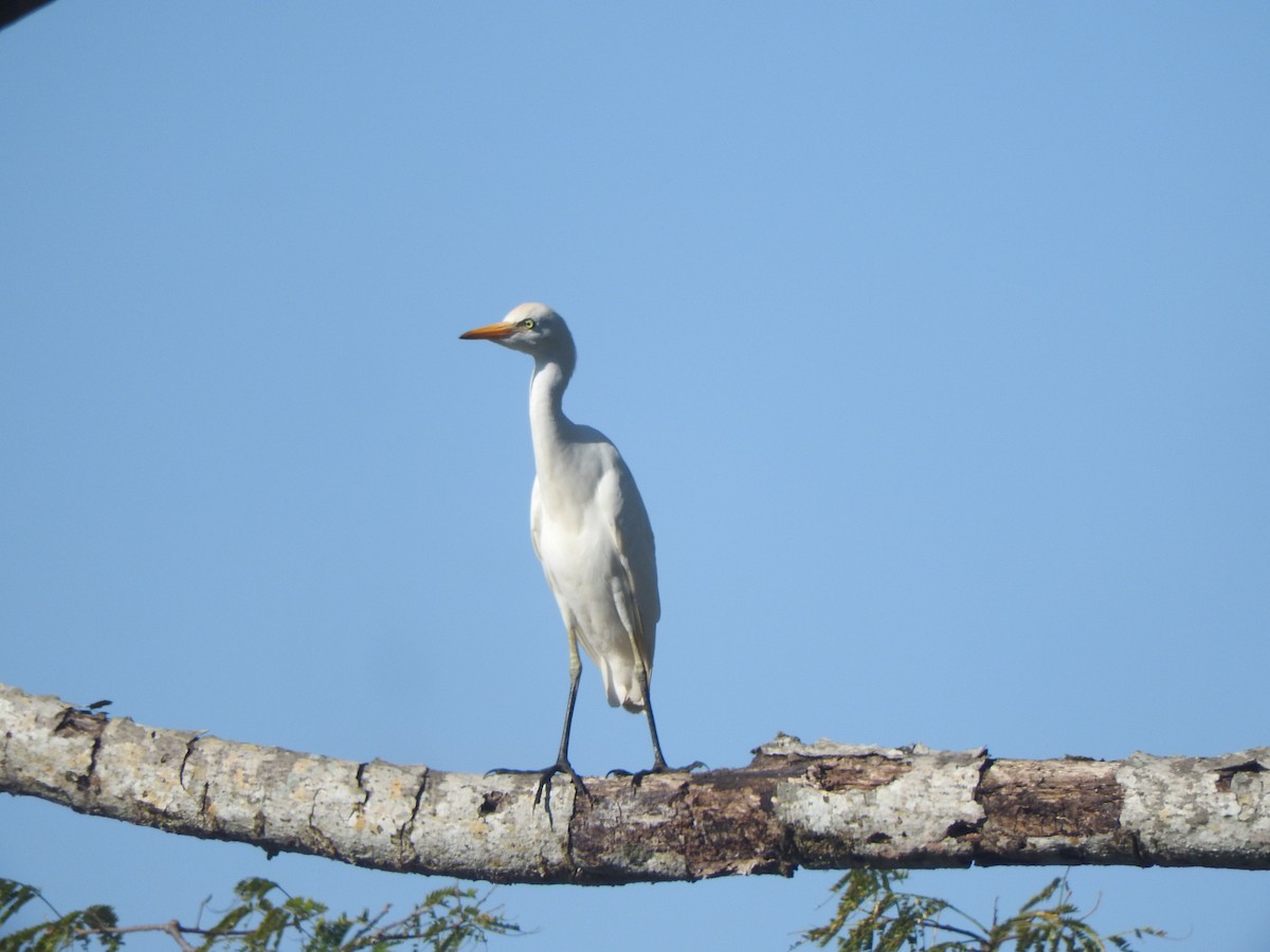 ニシアマサギ - ML646755280