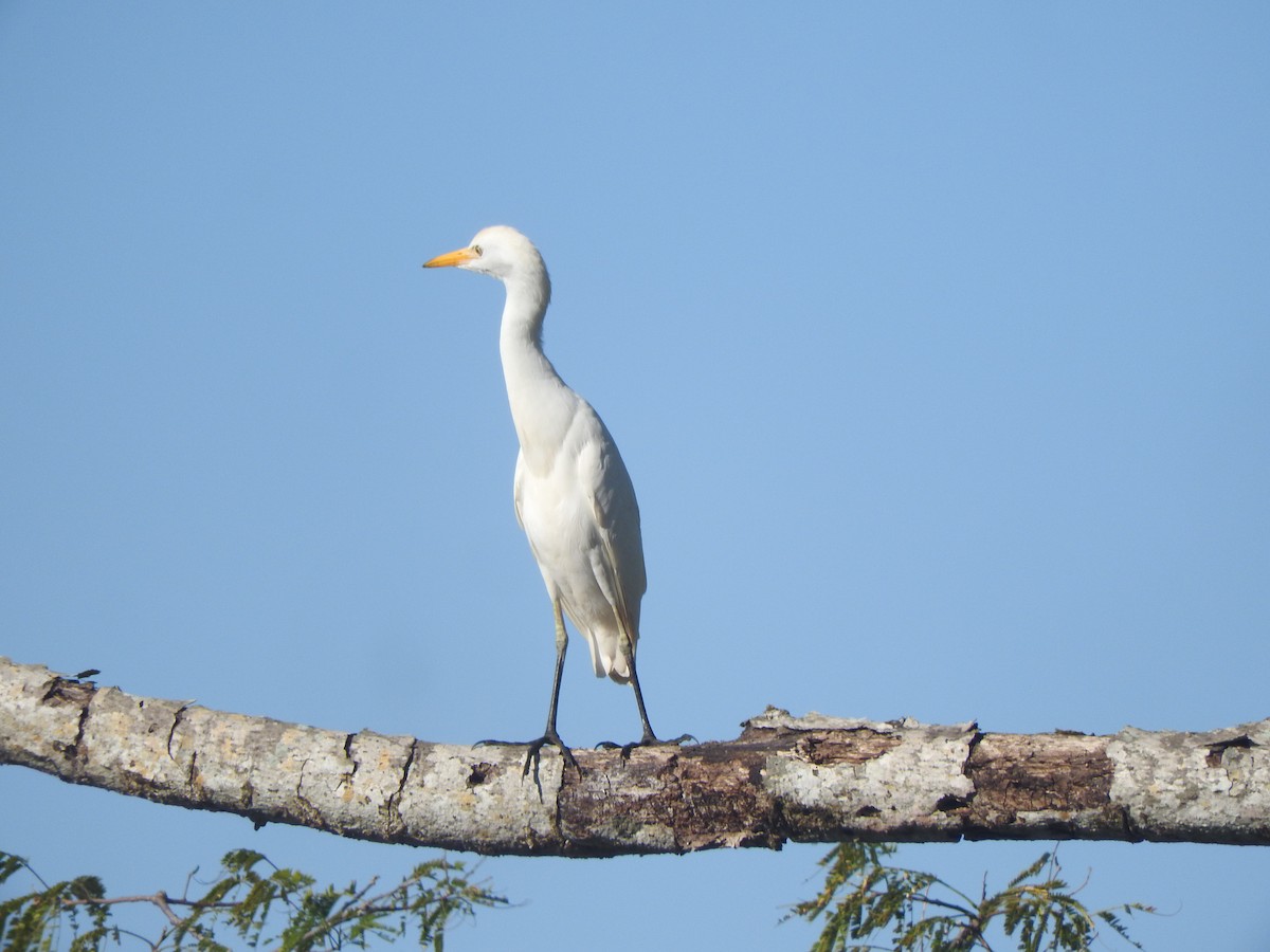 ニシアマサギ - ML646755281
