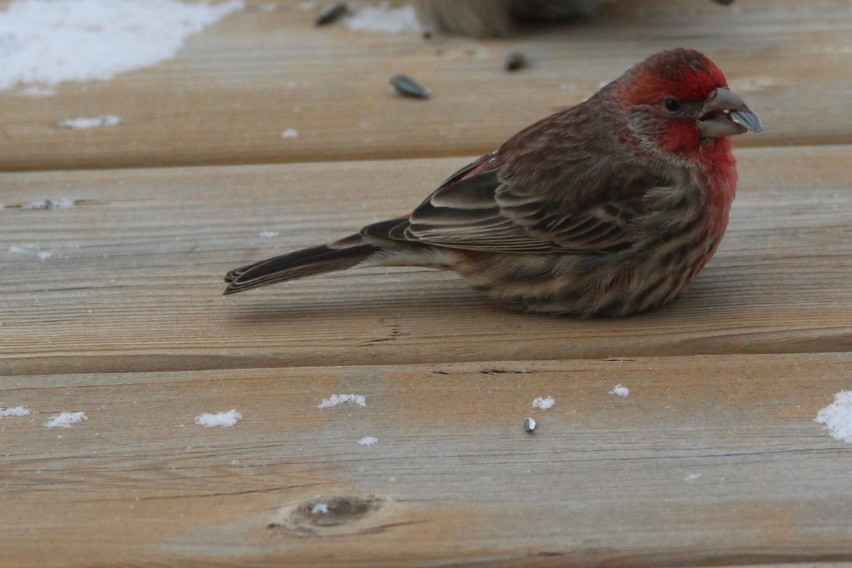 House Finch - ML646755282