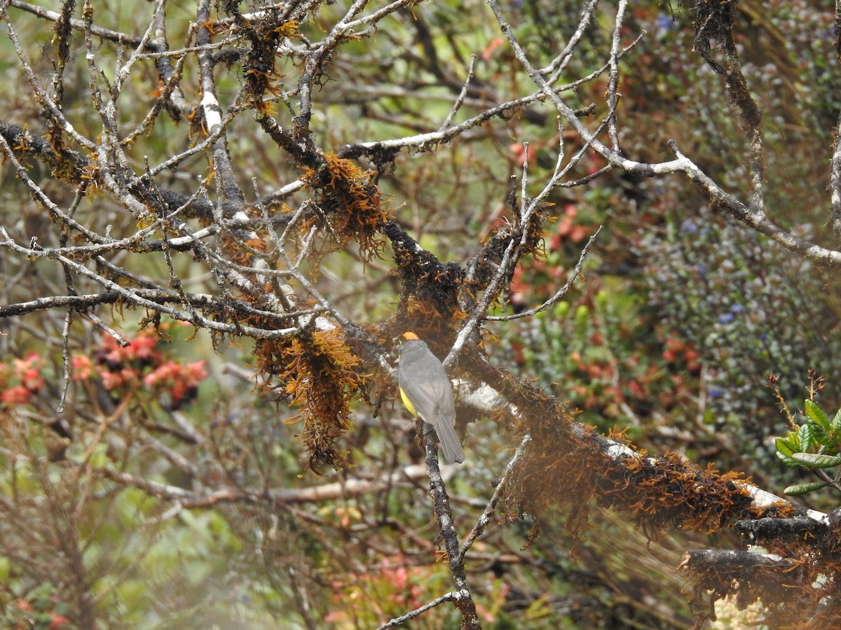 Yellow-breasted Brushfinch - ML646755283