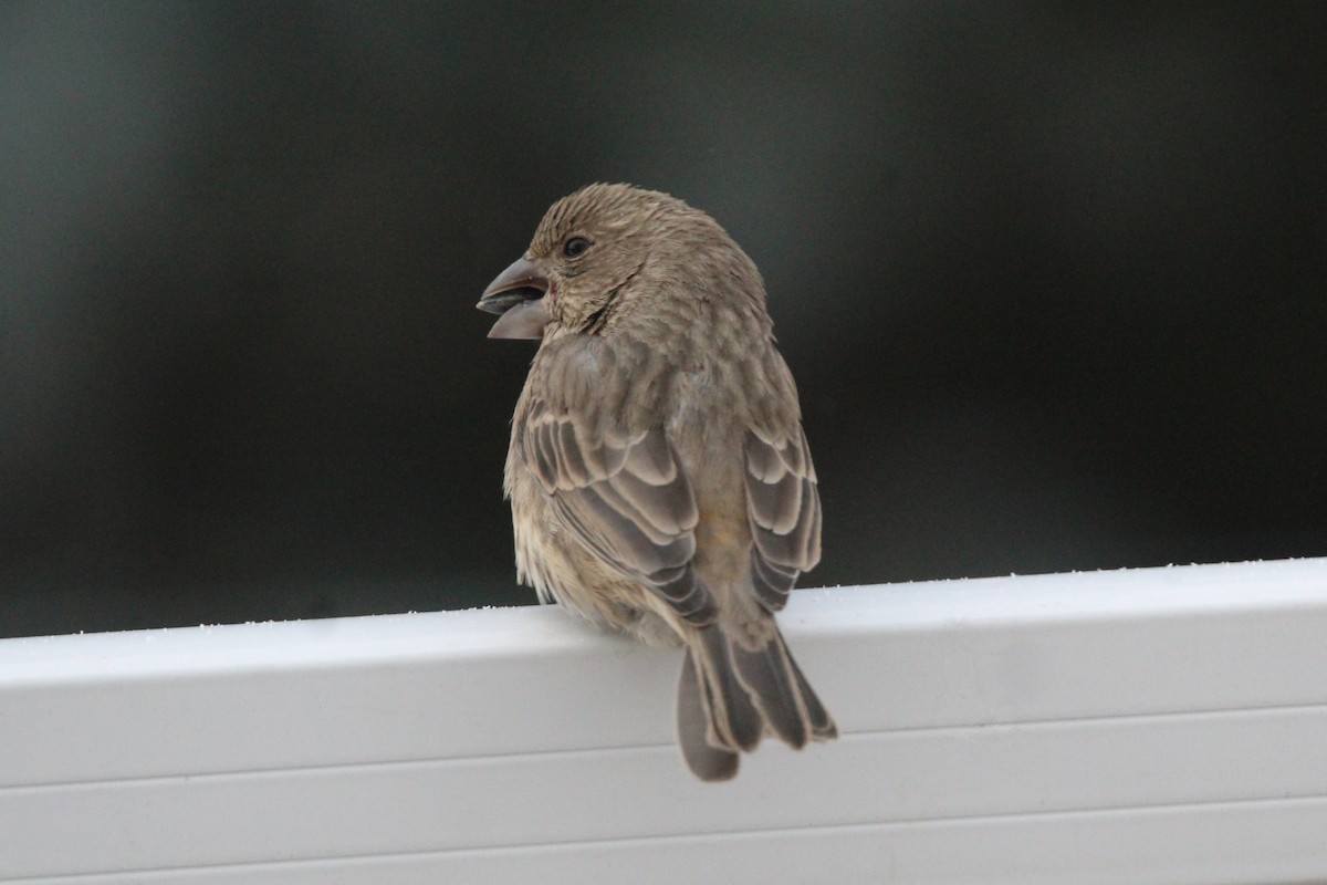 House Finch - ML646755284