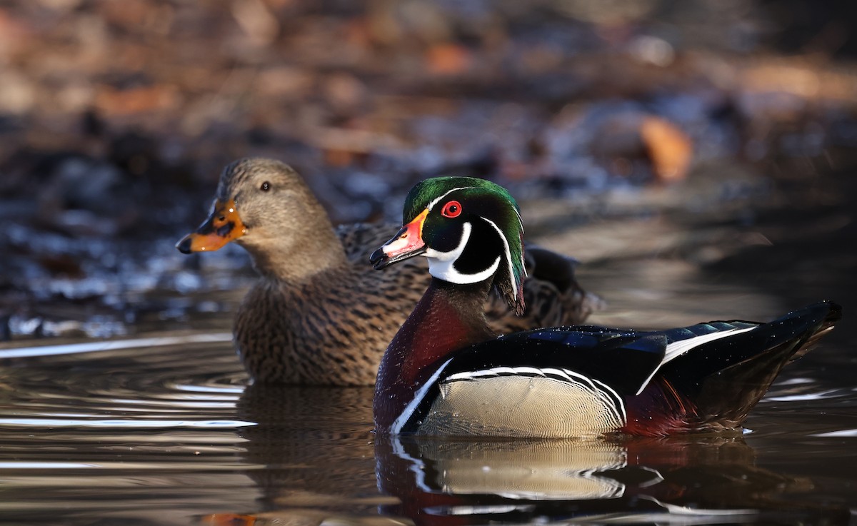 Canard branchu - ML646755285
