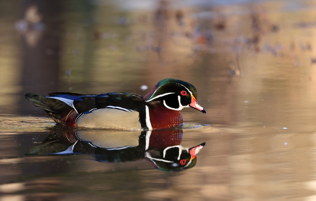 Canard branchu - ML646755286