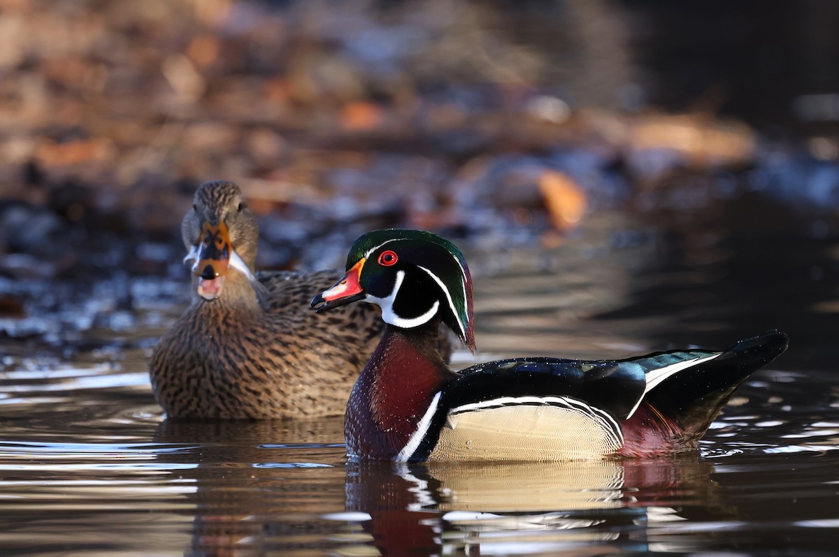 Canard branchu - ML646755287