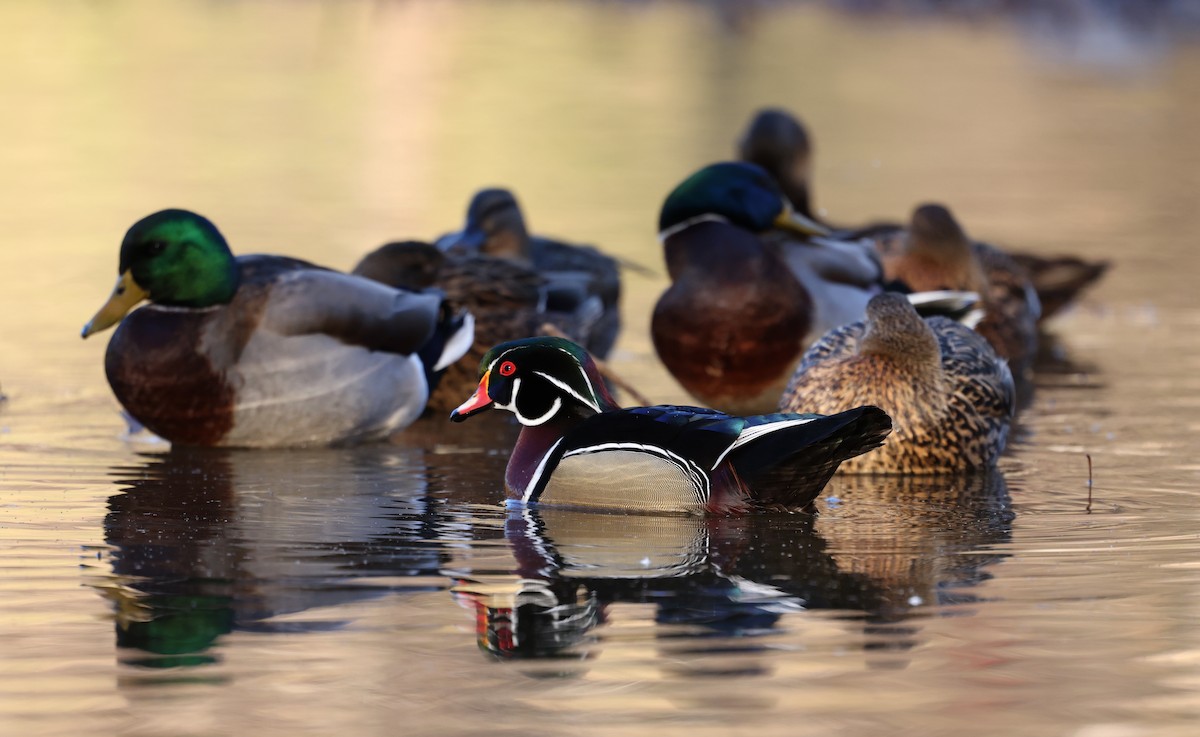 Canard branchu - ML646755288