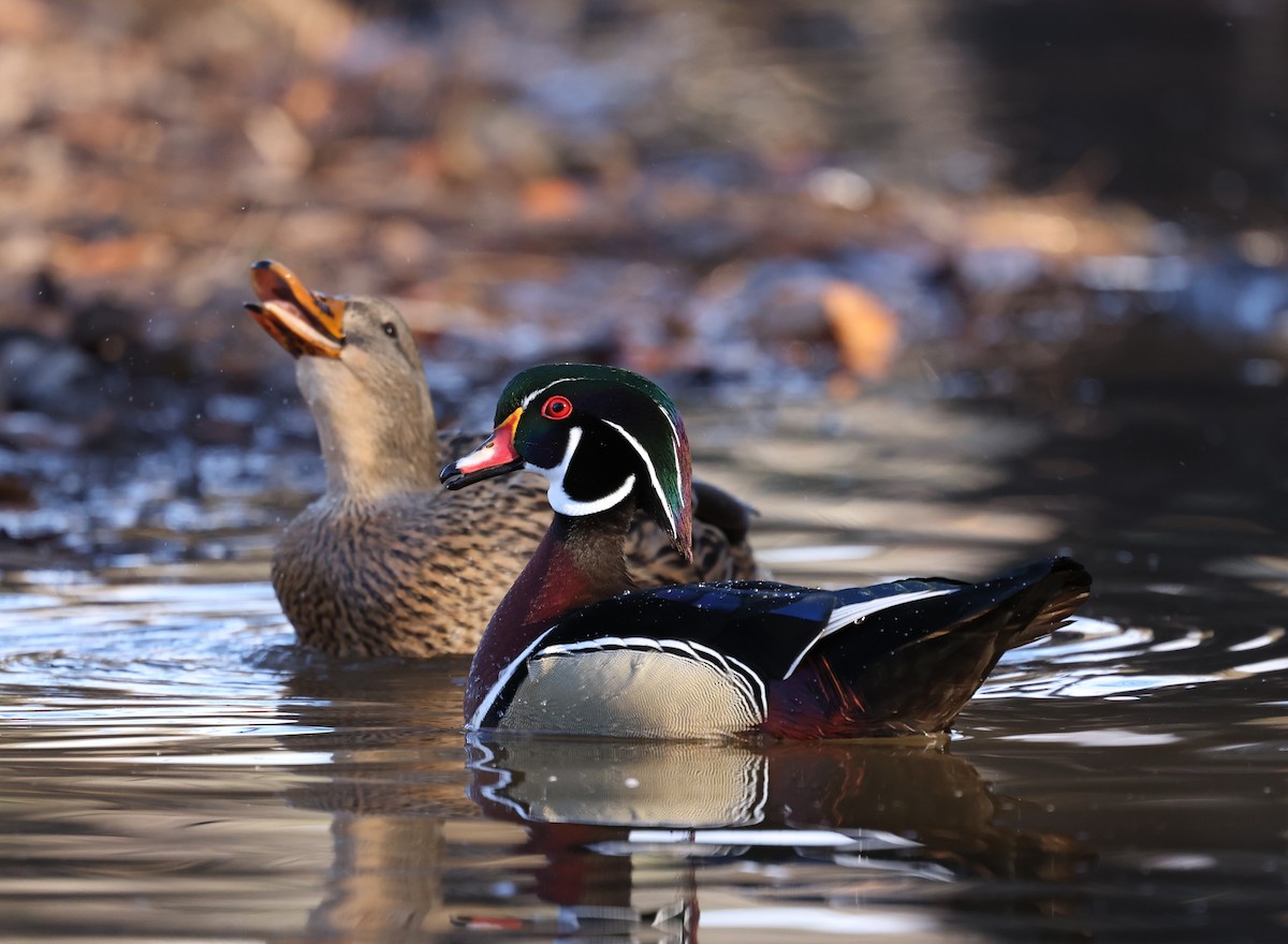 Canard branchu - ML646755289