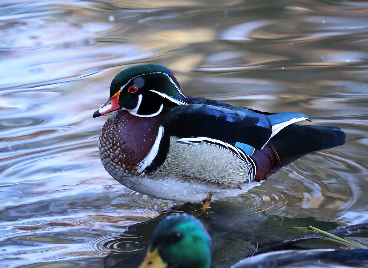 Canard branchu - ML646755290