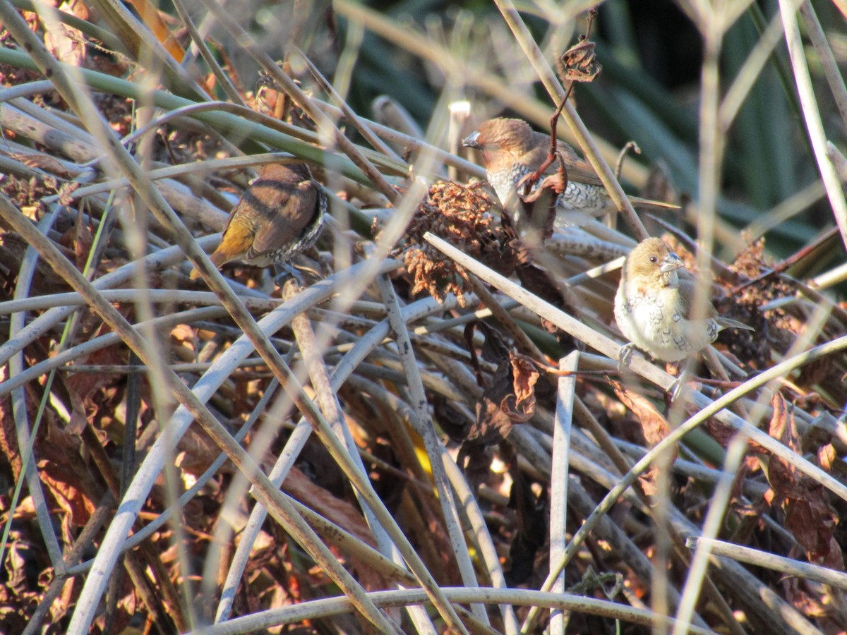 シマキンパラ - ML646755291