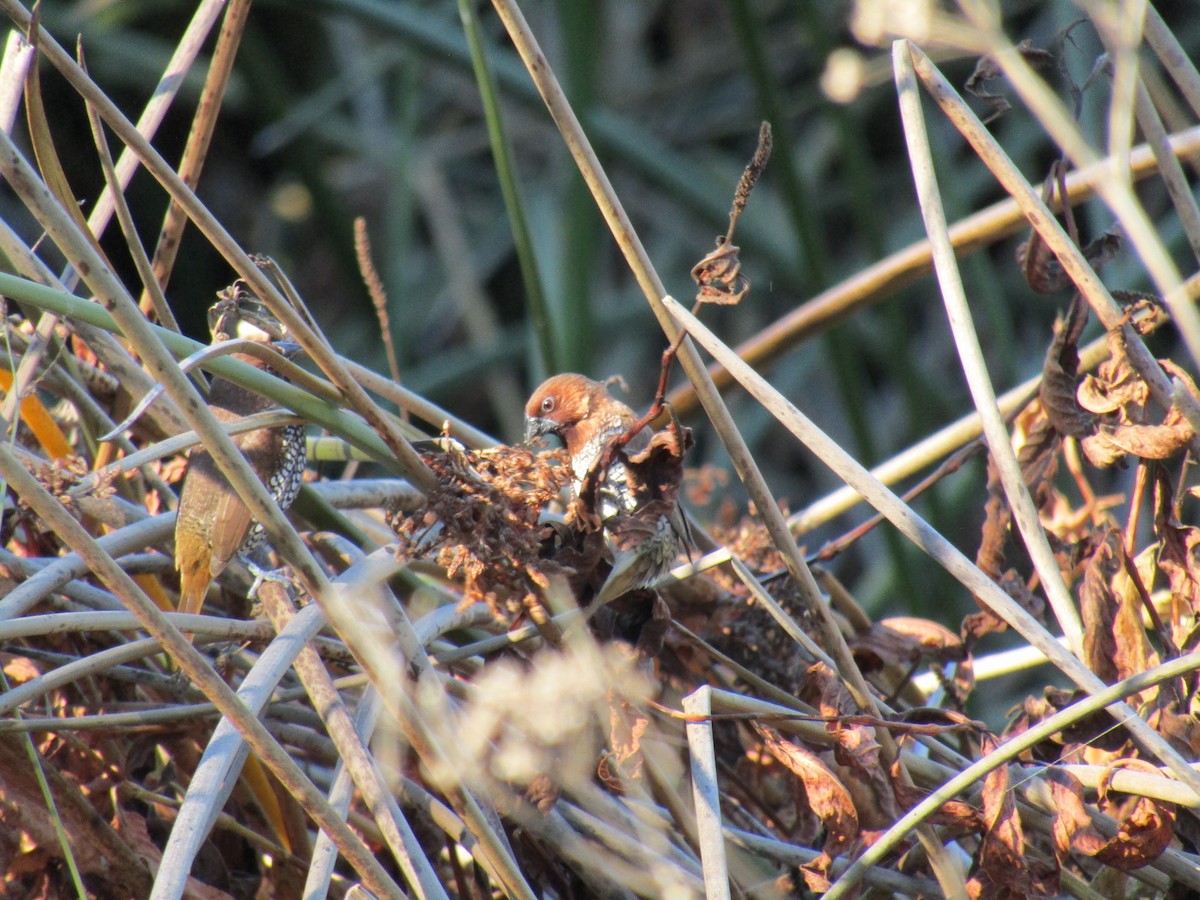 シマキンパラ - ML646755292