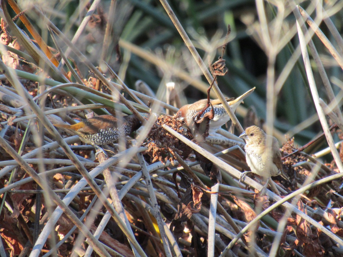 シマキンパラ - ML646755293