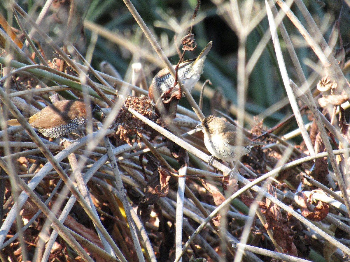 シマキンパラ - ML646755294