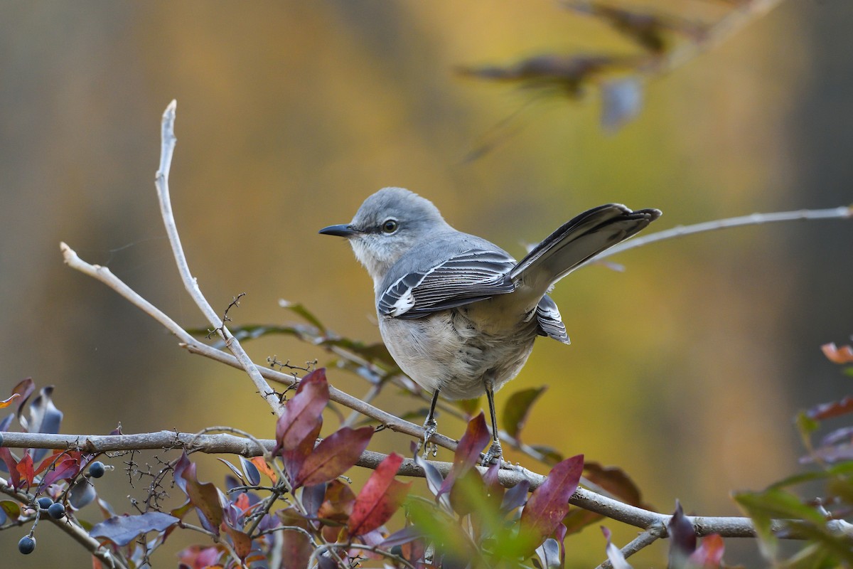 Northern Mockingbird - ML646755295