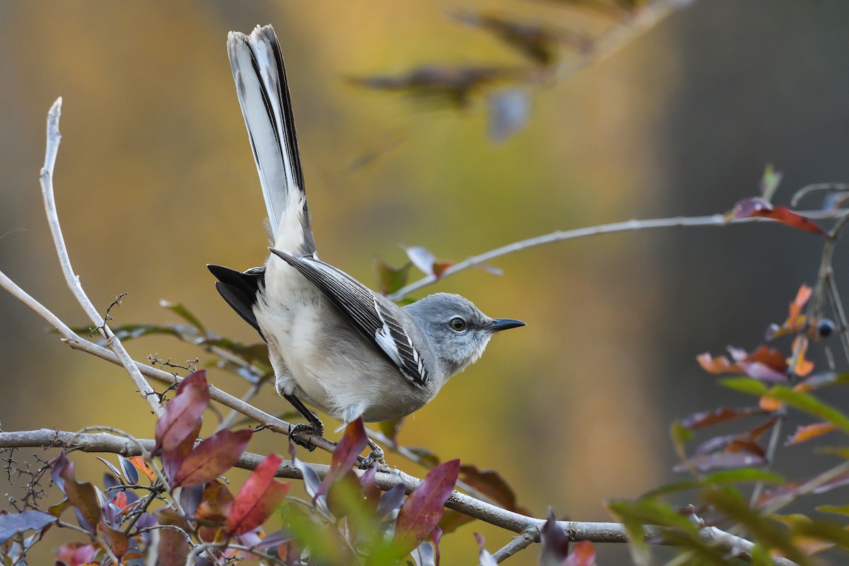 Northern Mockingbird - ML646755296