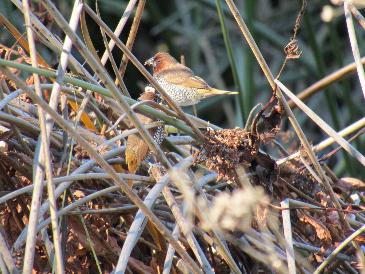 シマキンパラ - ML646755297