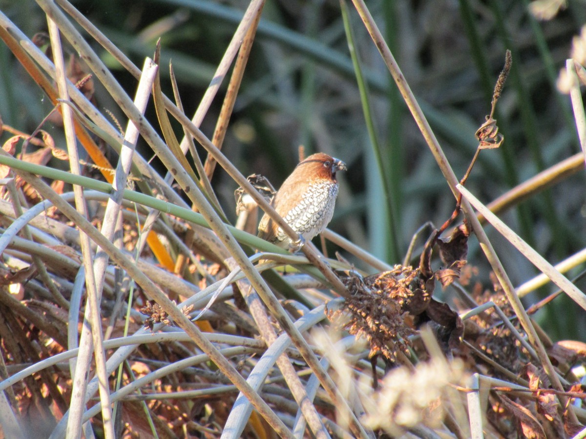シマキンパラ - ML646755298