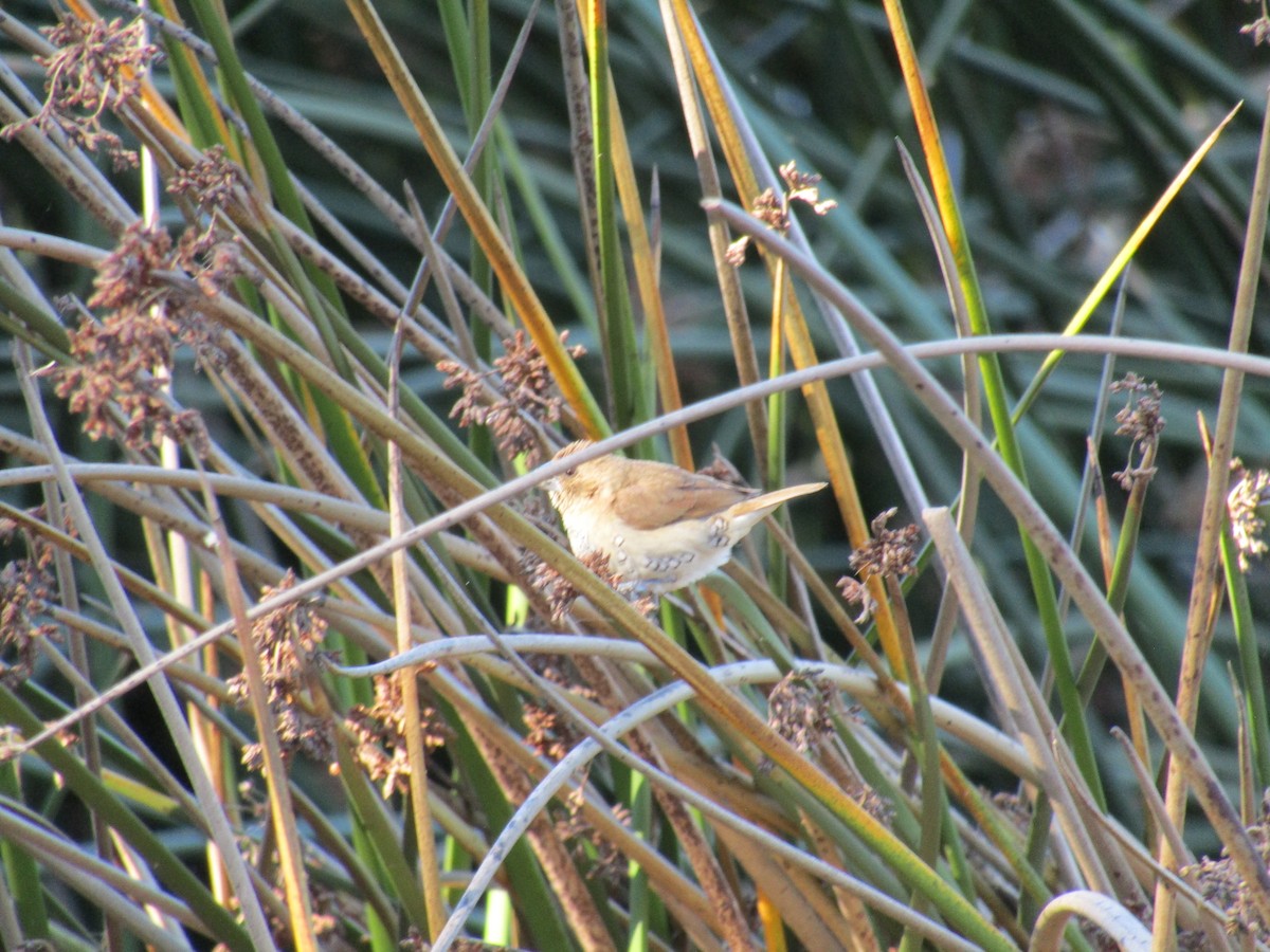 シマキンパラ - ML646755299