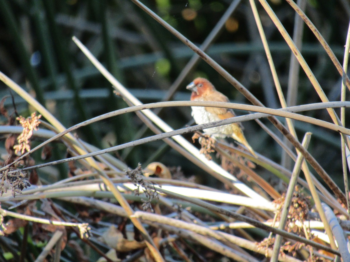 シマキンパラ - ML646755300