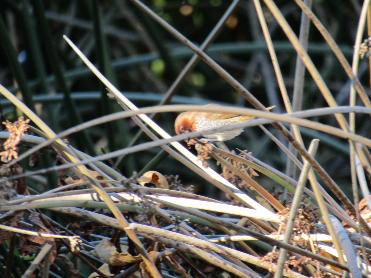 シマキンパラ - ML646755301