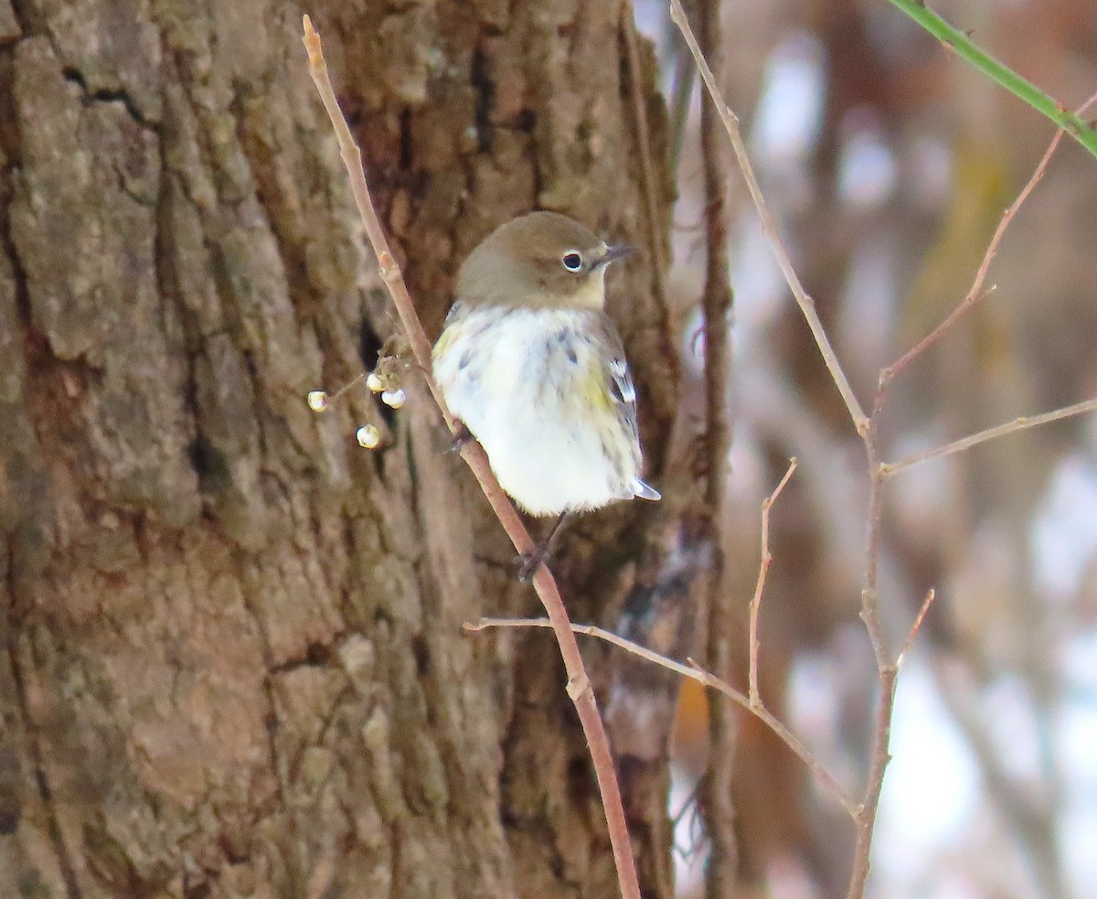 Yellow-rumped Warbler - ML646755302