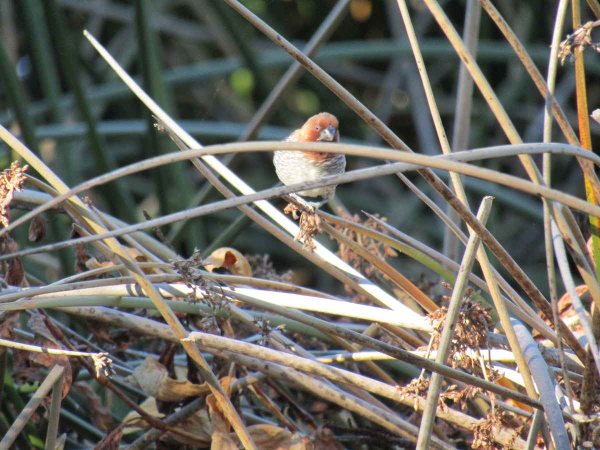 シマキンパラ - ML646755303