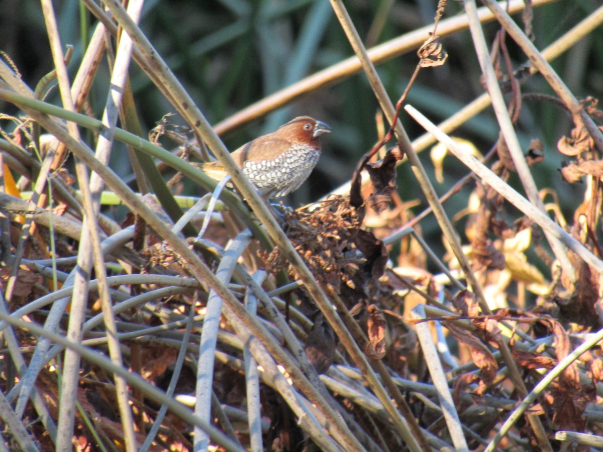 シマキンパラ - ML646755304