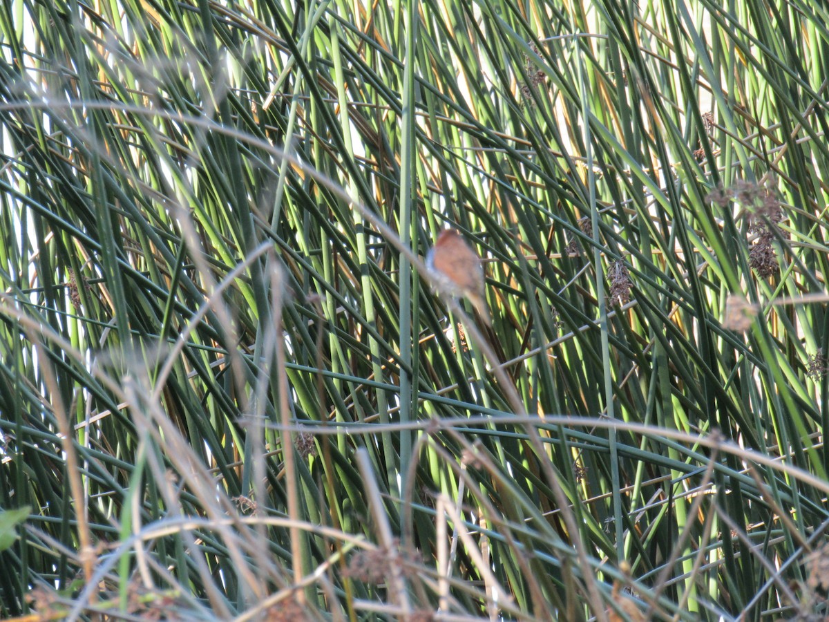 シマキンパラ - ML646755305