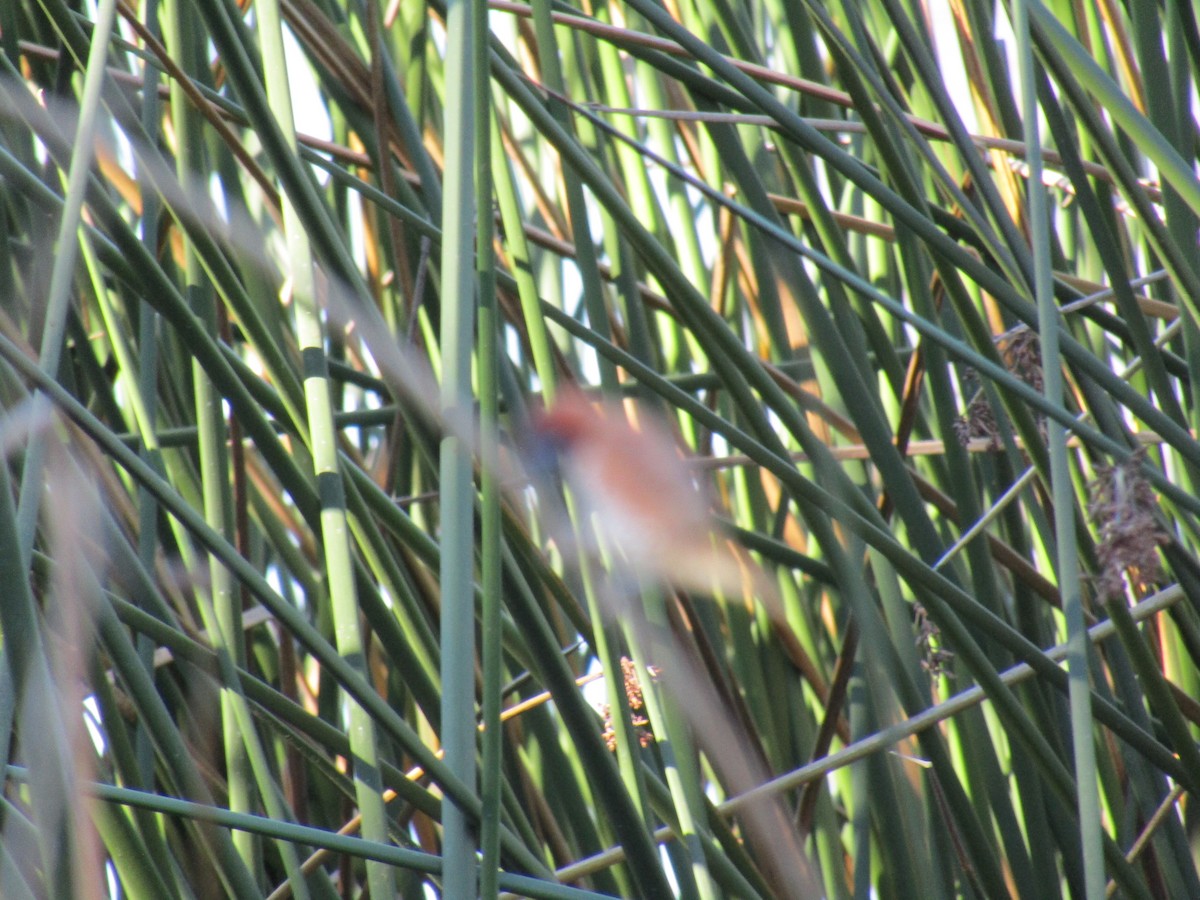 シマキンパラ - ML646755306