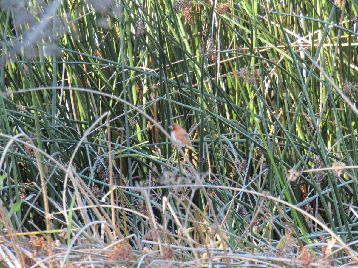 シマキンパラ - ML646755307