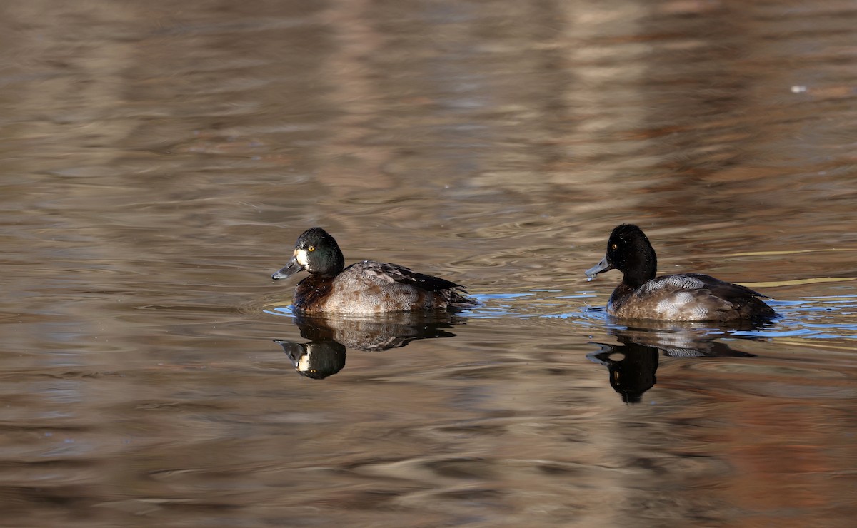 Kanadabergente - ML646755313