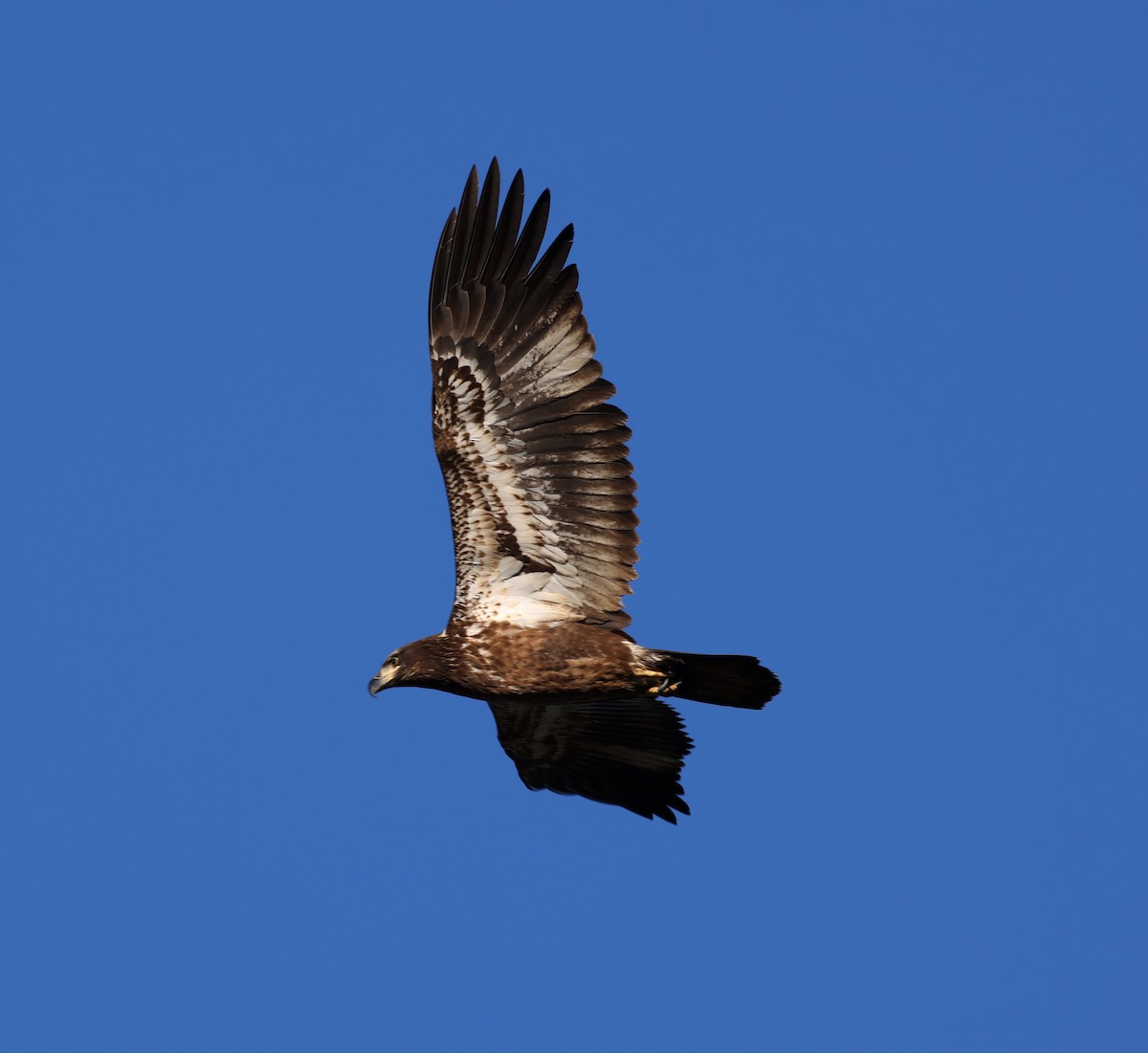 Weißkopf-Seeadler - ML646755315