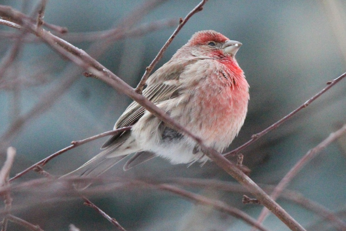 House Finch - ML646755316