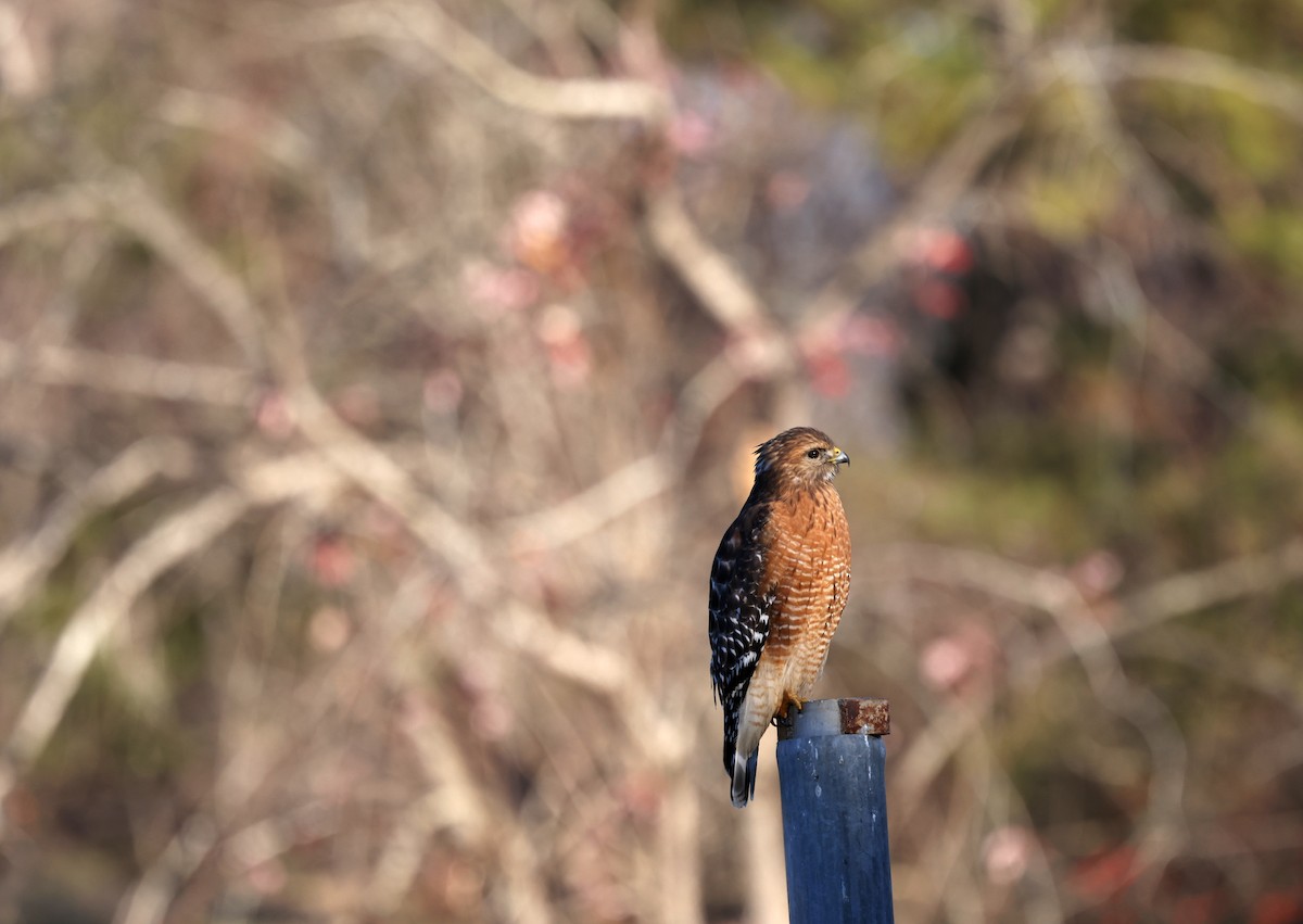 Rotschulterbussard - ML646755317